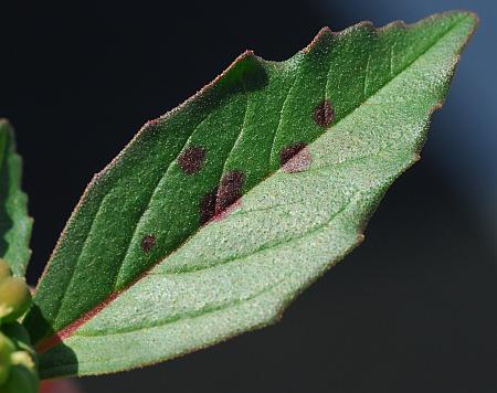 Euphorbia_davidii_leaf1.jpg