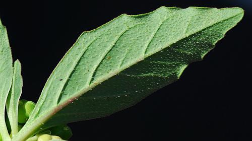 Euphorbia_davidii_leaf2.jpg