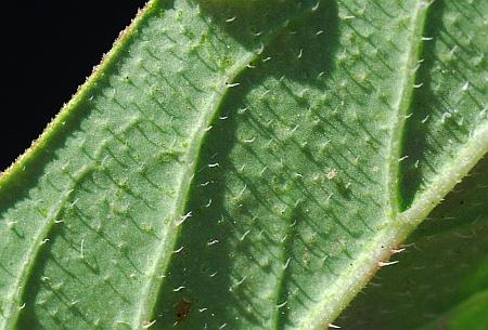 Euphorbia_davidii_leaf2a.jpg