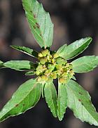 Euphorbia davidii thumbnail