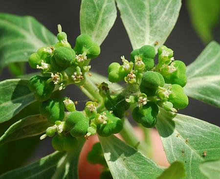 Euphorbia_dentata_inflorescence2.jpg