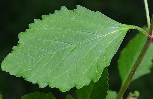 Euphorbia_dentata_leaf1.jpg