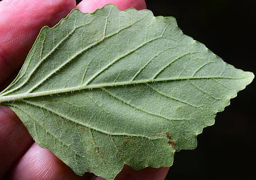 Euphorbia_dentata_leaf2.jpg
