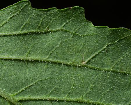 Euphorbia_dentata_leaf2a.jpg