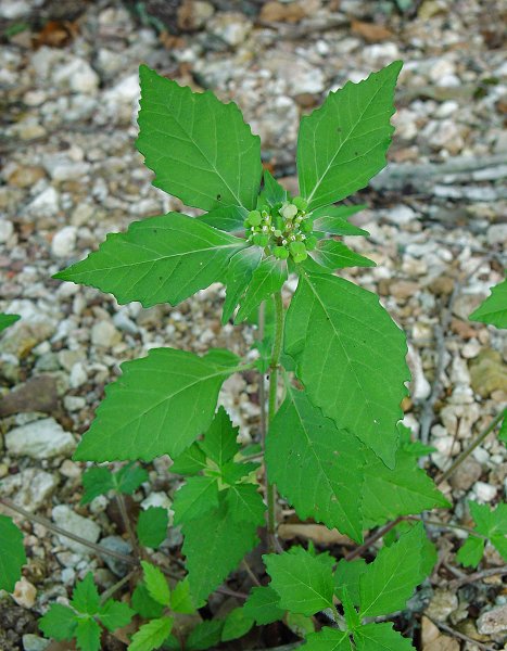 Euphorbia_dentata_plant.jpg