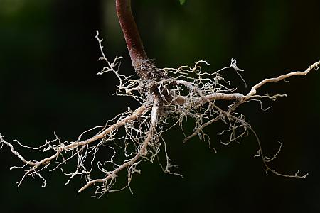 Euphorbia_dentata_roots.jpg