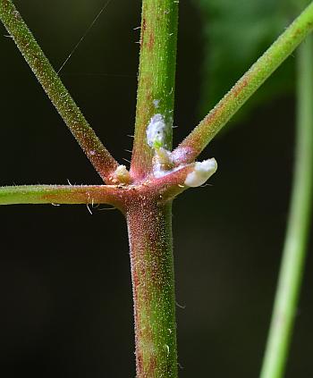 Euphorbia_dentata_stem.jpg