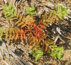 Euphorbia geyeri thumbnail