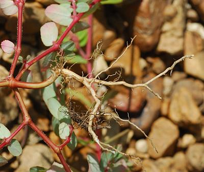 Euphorbia_humistrata_roots.jpg
