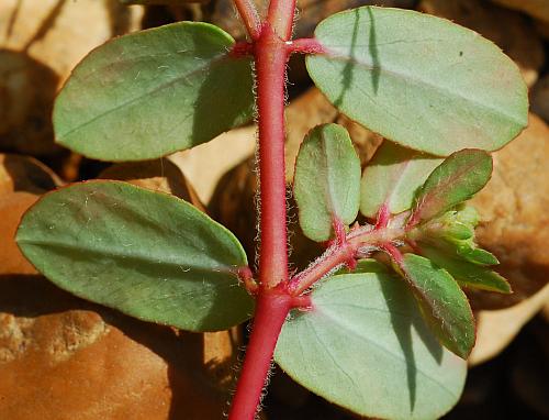 Euphorbia_humistrata_stem.jpg
