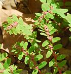 Euphorbia humistrata thumbnail