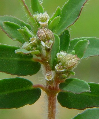 Euphorbia_maculata_flowers.jpg