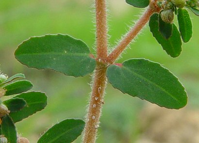 Euphorbia_maculata_leaves.jpg