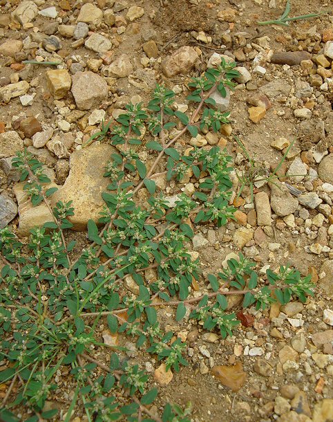 Euphorbia_maculata_plant.jpg