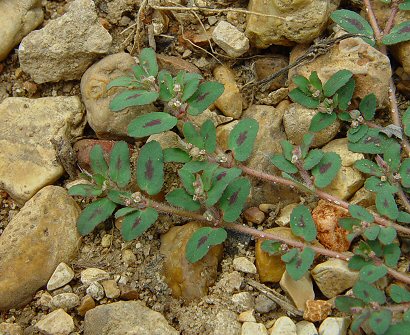 Euphorbia_maculata_plant_spotted.jpg