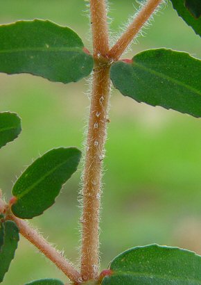 Euphorbia_maculata_stem.jpg