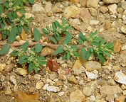 Euphorbia maculata thumbnail