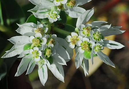 Euphorbia_marginata_bracts.jpg