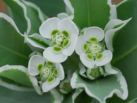 Euphorbia_marginata_cyathia.jpg