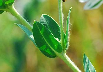 Euphorbia_marginata_leaves2.jpg