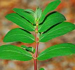 Euphorbia nutans thumbnail