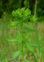 Euphorbia obtusata thumbnail