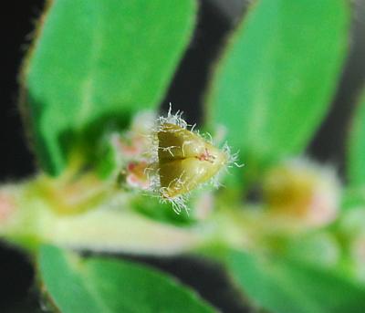Euphorbia_prostrata_fruit.jpg