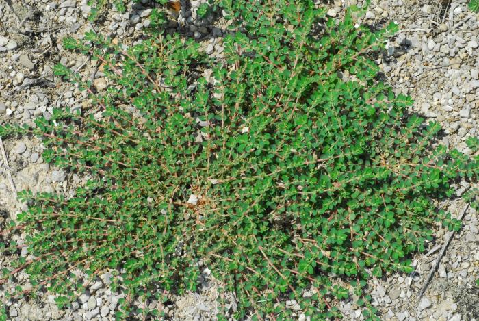 Euphorbia_prostrata_plant.jpg