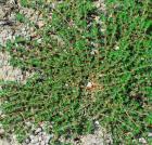 Euphorbia prostrata thumbnail
