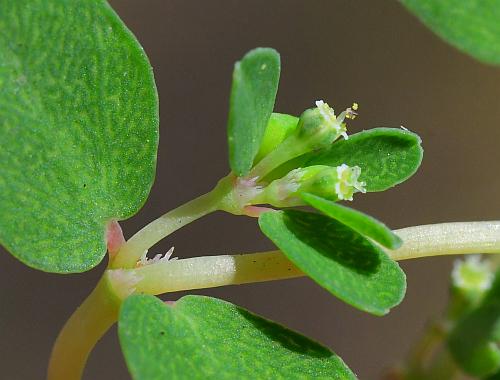 Euphorbia_serpens_cyathia1.jpg