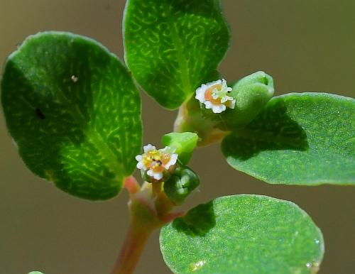 Euphorbia_serpens_cyathia2.jpg