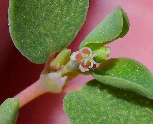 Euphorbia_serpens_cyathia3.jpg