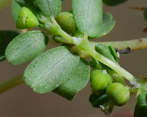 Euphorbia_serpens_fruits.jpg