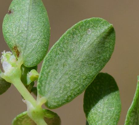 Euphorbia_serpens_leaf2.jpg