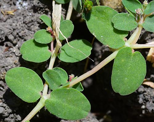 Euphorbia_serpens_leaves1.jpg