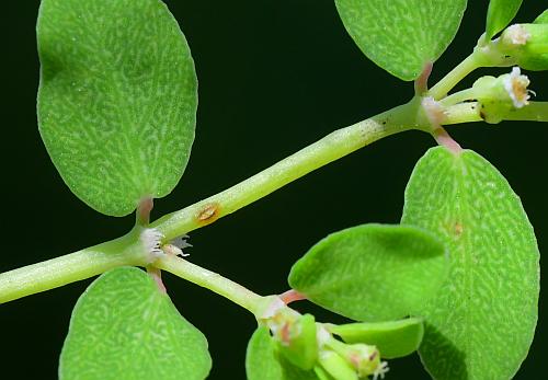 Euphorbia_serpens_stem.jpg