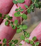 Euphorbia serpens thumbnail