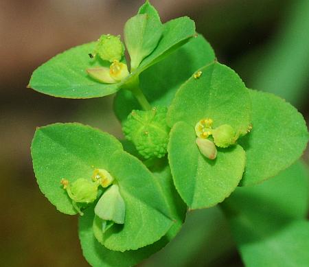 Euphorbia_spathulata_cyathia.jpg