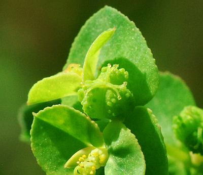 Euphorbia_spathulata_fruit.jpg