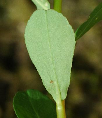 Euphorbia_spathulata_leaf2.jpg