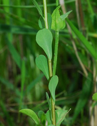 Euphorbia_spathulata_leaves.jpg