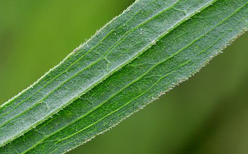 Euthamia_graminifolia_leaf2a.jpg