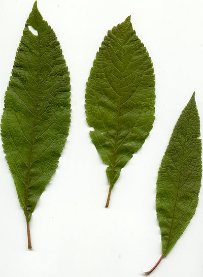 Eutrochium_fistulosum_leaves.jpg