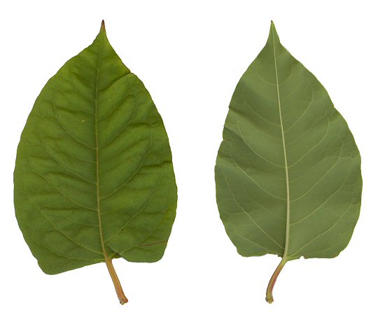 Fallopia_japonica_leaf2.jpg