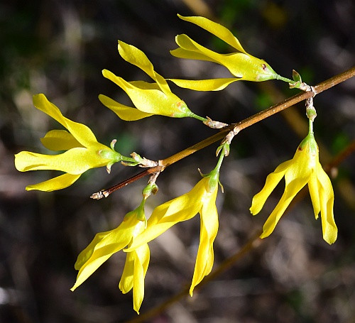 Forsythia_suspensa_inflorescense2.jpg