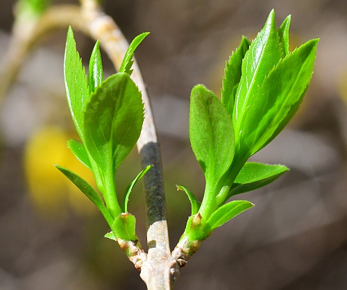 Forsythia_suspensa_leaves1.jpg