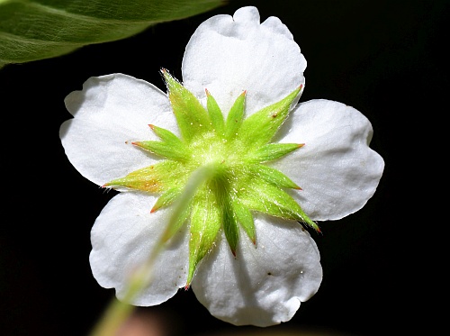 Fragaria_vesca_calyx.jpg