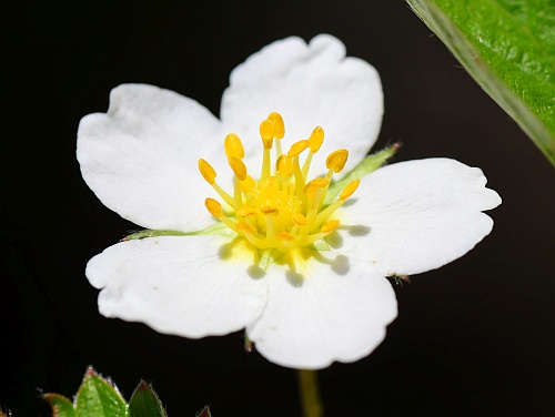Fragaria_vesca_flower.jpg