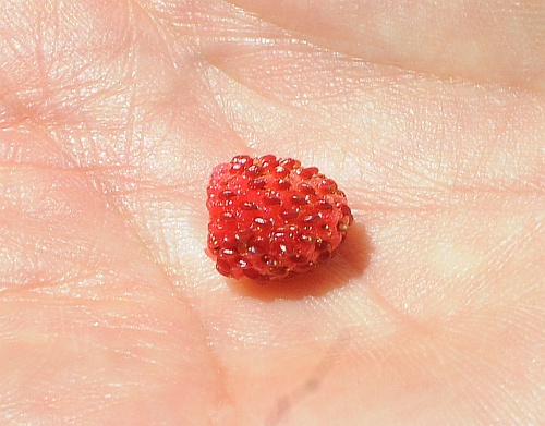 Fragaria_vesca_fruit.jpg