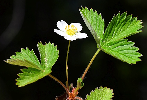 Fragaria_vesca_inflorescence.jpg